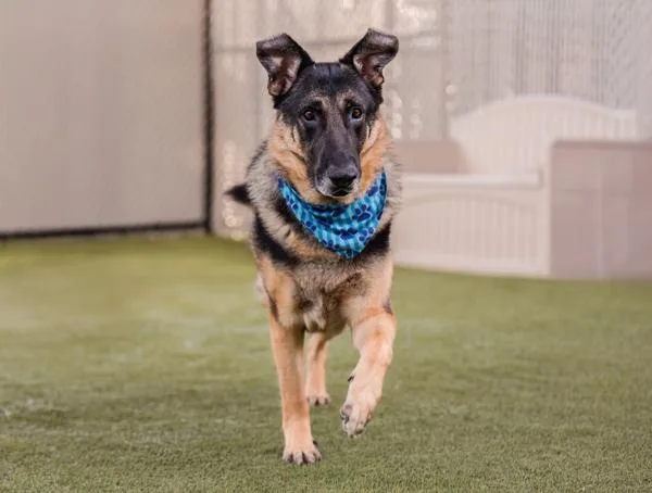 Napoleon thumbnail 4