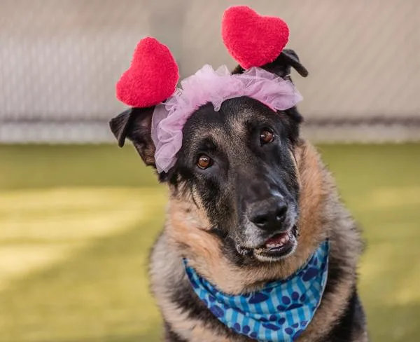 Napoleon thumbnail 5