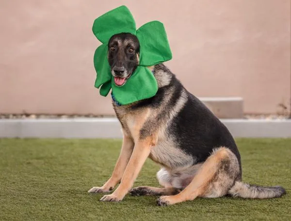 Napoleon thumbnail 6