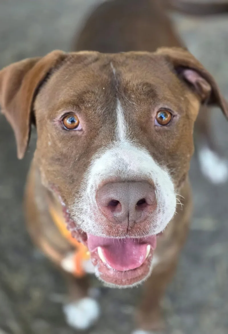 An adult medium-sized male Brown / Chocolate Pit Bull Terrier dog named Yeti for adoption in Chicago, IL