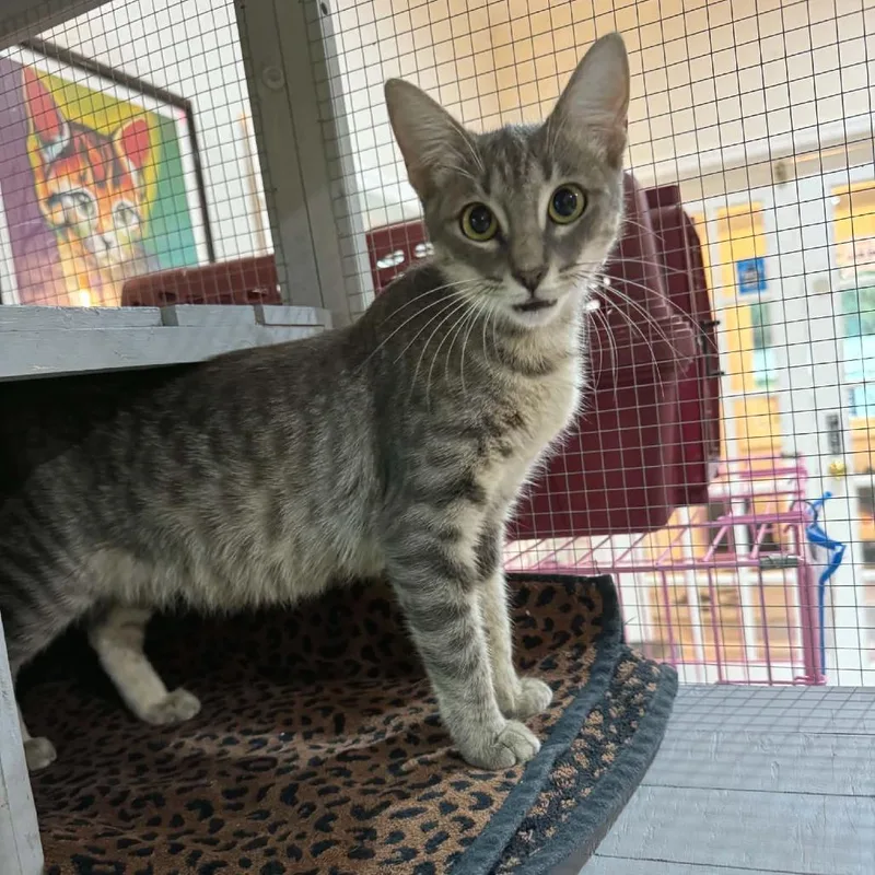 A young medium-sized female Domestic Medium Hair cat named Magnolia for adoption in Seminole, FL