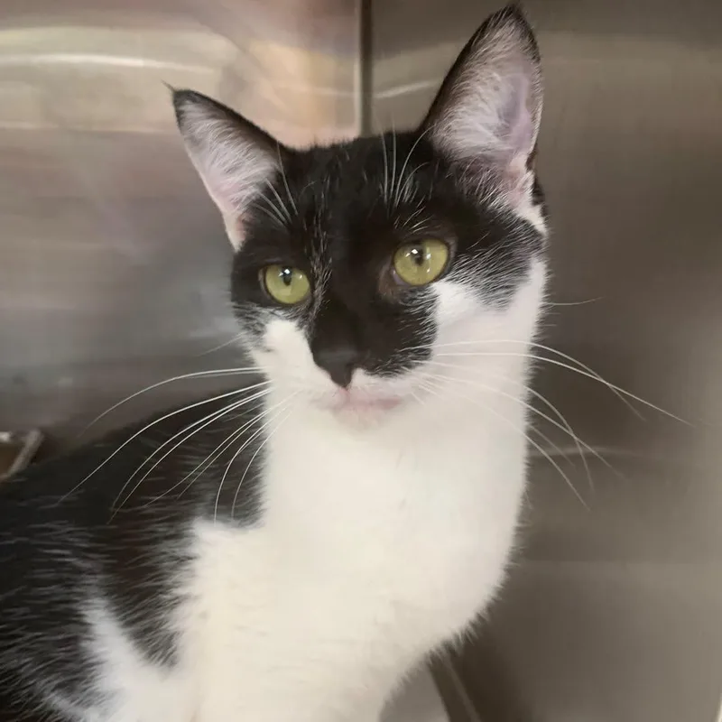 A young medium-sized male Black & White / Tuxedo Domestic Short Hair cat named Reggae for adoption in Hilton Head Island, SC
