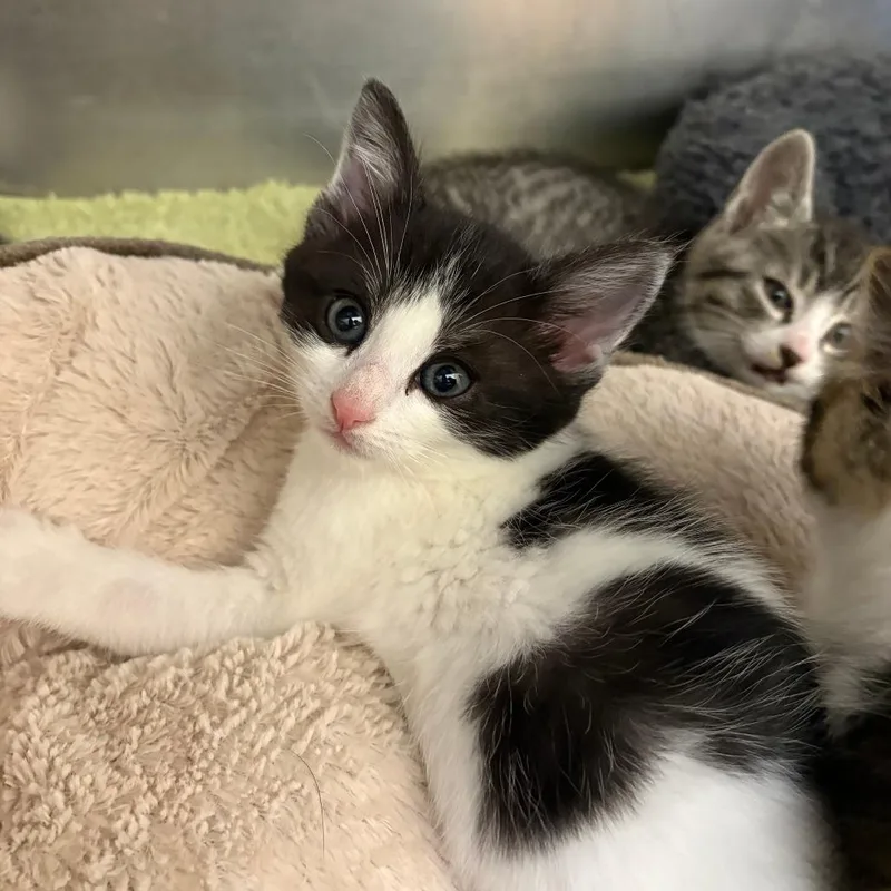 A baby small-sized male Black Domestic Short Hair cat named 26-160 for adoption in North Branford, CT