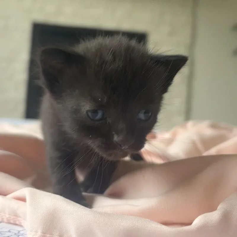 A baby small-sized female Black Domestic Short Hair cat named Blackberry for adoption in Shawnee, KS
