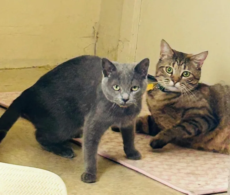 Blu & Rainbow thumbnail 2