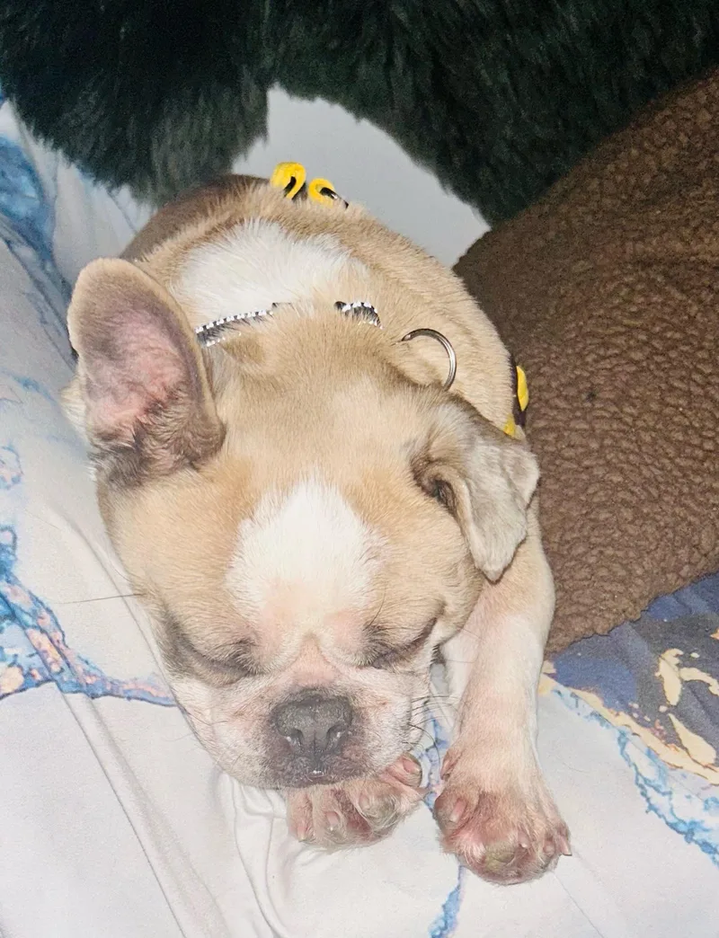 Little Bee thumbnail 2