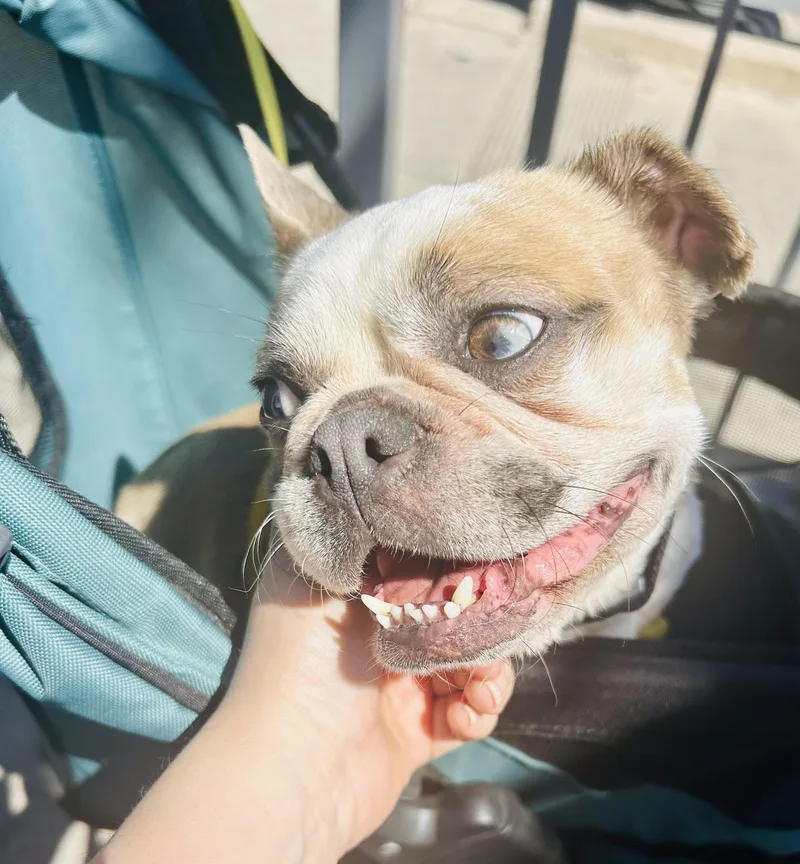 Little Bee thumbnail 3