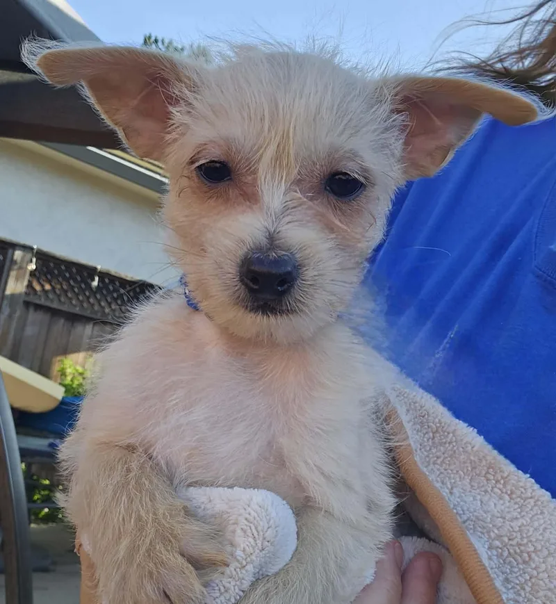A baby small-sized male Apricot / Beige Chihuahua dog named Fitz for adoption in Galt, CA