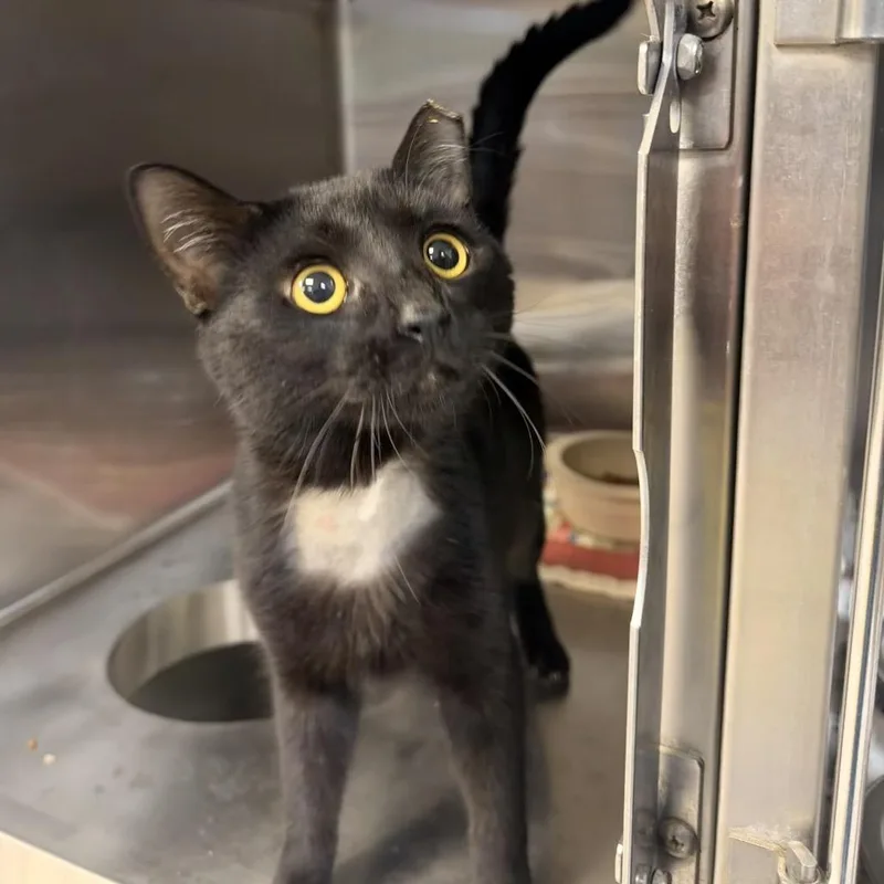 An adult medium-sized male Black Domestic Short Hair cat named Jem for adoption in Indianapolis, IN