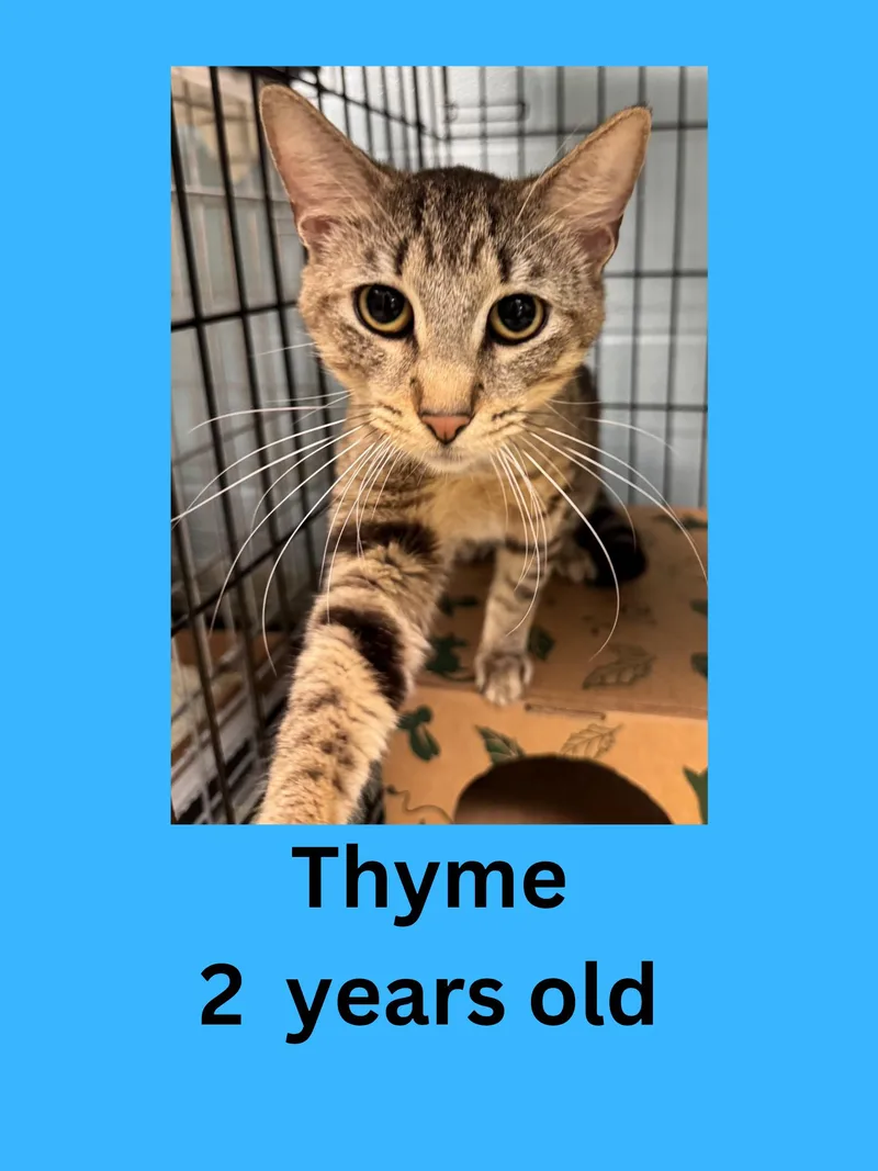 An adult medium-sized male Tabby (Brown / Chocolate) Domestic Short Hair cat named Thyme for adoption in Ravenna, OH
