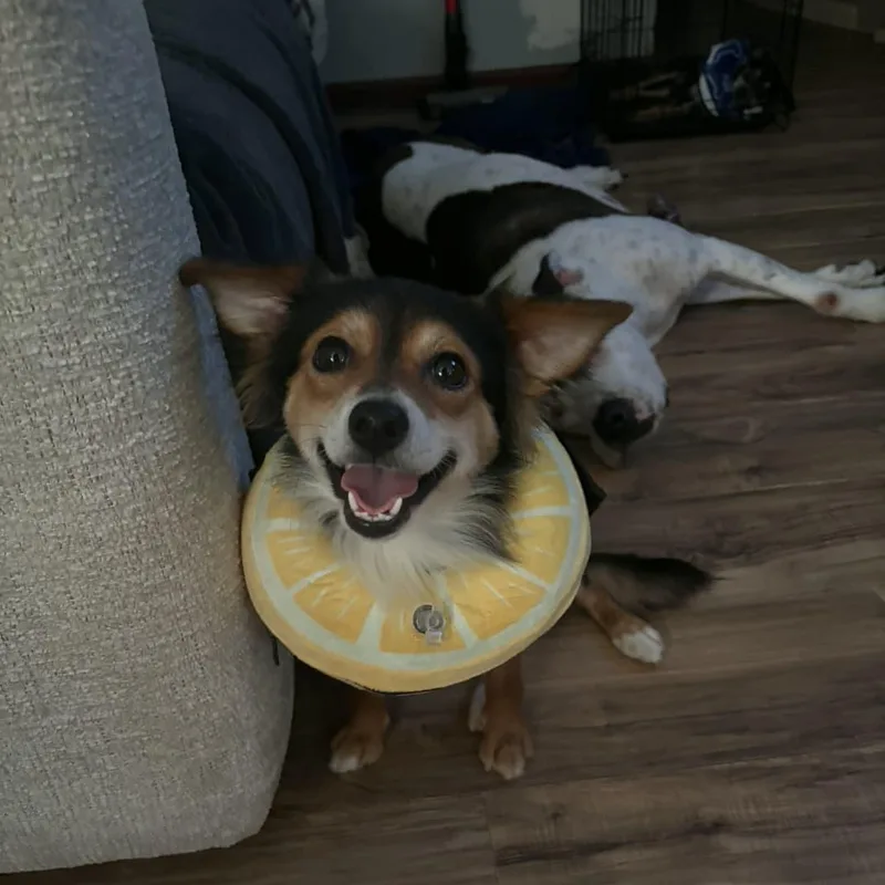 A young small-sized male Papillon dog named Dobby for adoption in Yonkers, NY