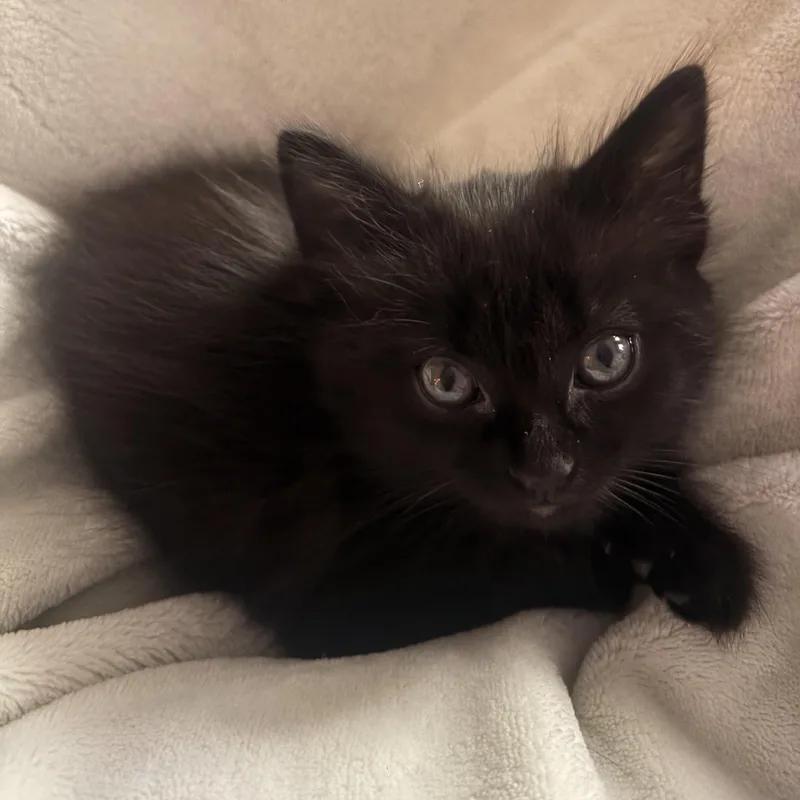 A baby medium-sized male Domestic Short Hair cat named Gutter for adoption in Columbia, SC