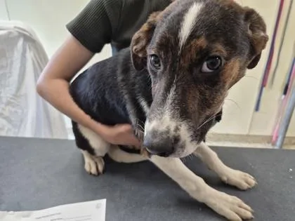 A young medium-sized male Mixed Breed dog named Brooks for adoption in Clarks Summit, PA