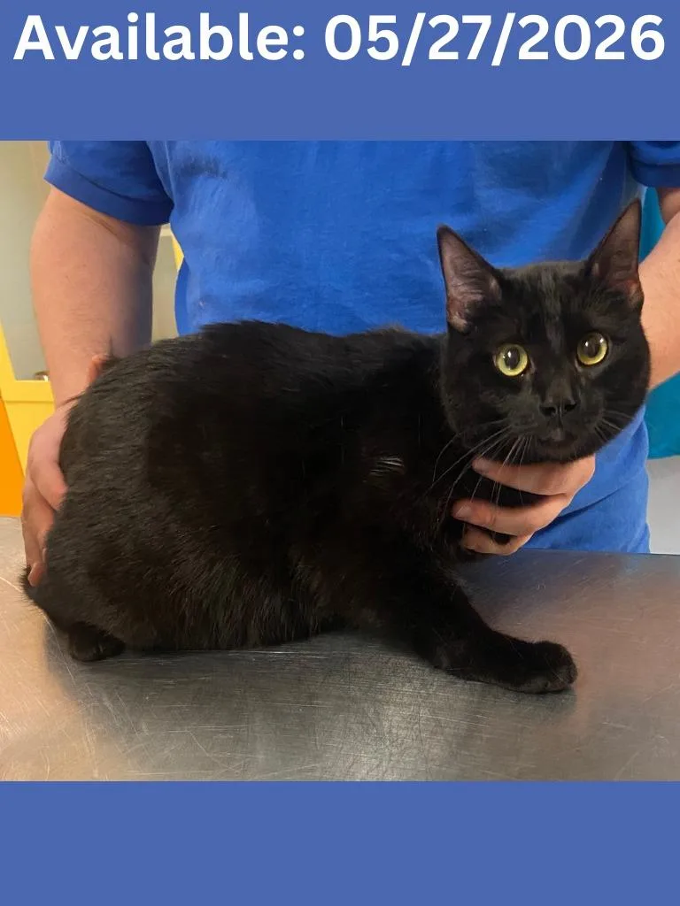A young medium-sized male Domestic Short Hair cat named Cat Condo Pharoah for adoption in Greenville, TX