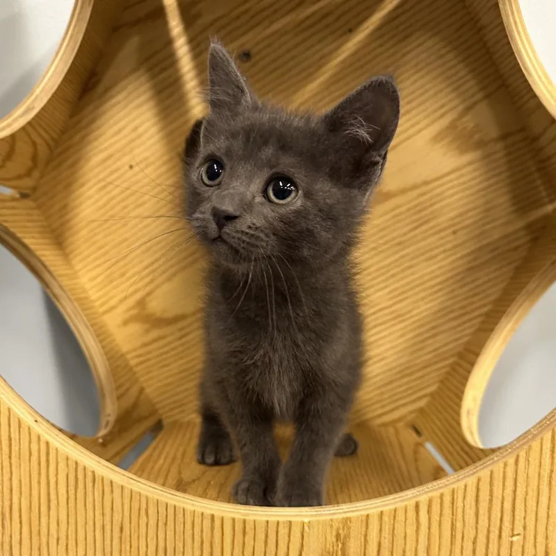 A baby small-sized male Gray / Blue / Silver Domestic Short Hair cat named Confetti Cupcake for adoption in Hinsdale, IL