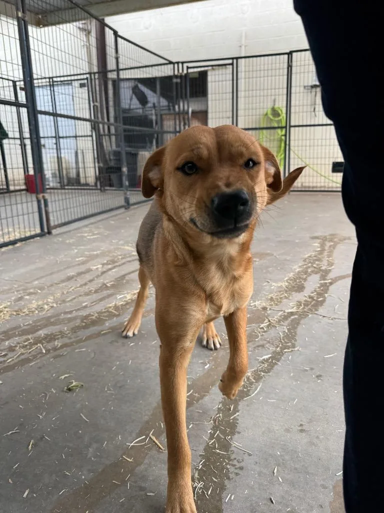 A young medium-sized female Beagle dog named Holly for adoption in Big Spring, TX