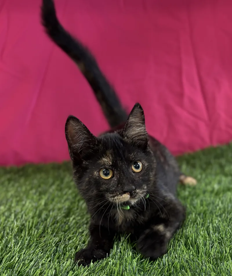 A baby medium-sized female Tortoiseshell Domestic Short Hair cat named Buttercup for adoption in Bardstown, KY