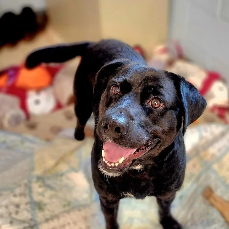 An adult medium-sized male Black Labrador Retriever dog named Audie for adoption in Lexington, SC