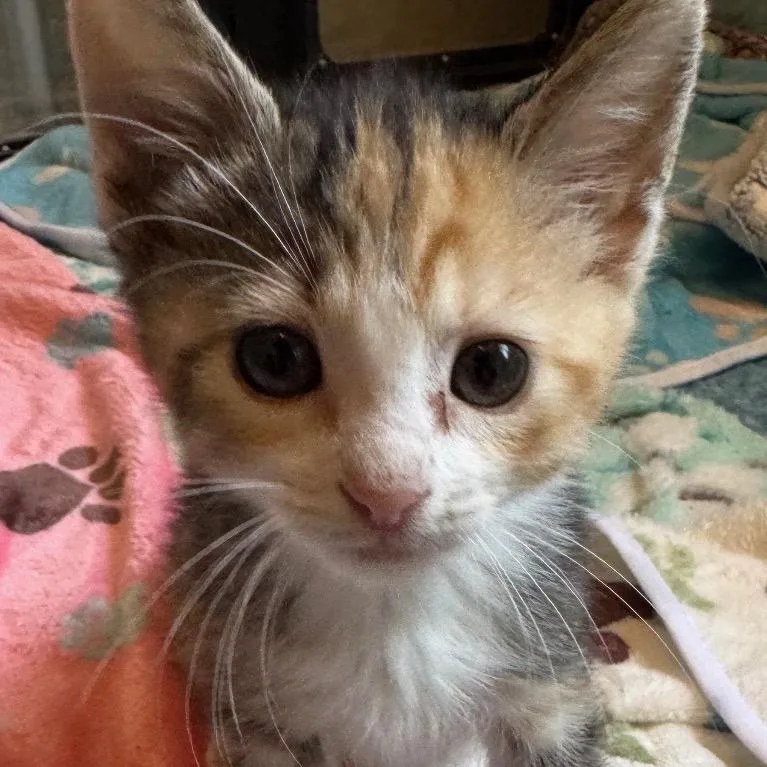 A baby small-sized female Calico Domestic Short Hair cat named Sugar for adoption in Las Vegas, NV