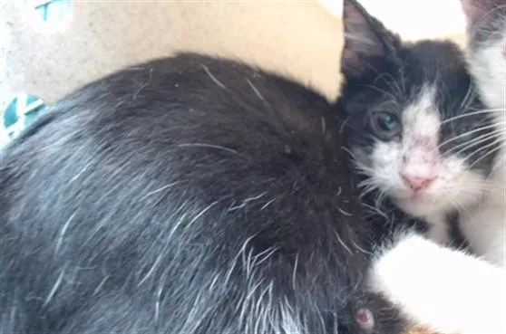 A baby medium-sized male Domestic Short Hair cat named Pop for adoption in Downey, CA