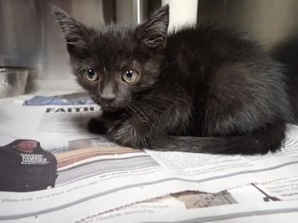 A young small-sized female Domestic Medium Hair cat named Lenore for adoption in Taylorsville, NC