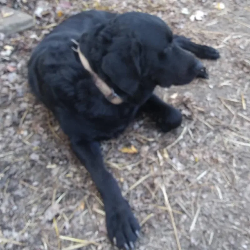 A senior large-sized male Black Labrador Retriever dog named Tumi for adoption in Madisonville, KY