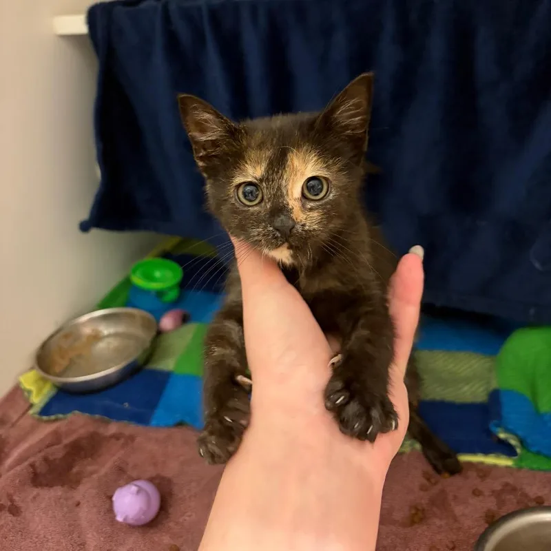 A baby small-sized female Domestic Short Hair cat named Birdie for adoption in Council Bluffs, IA