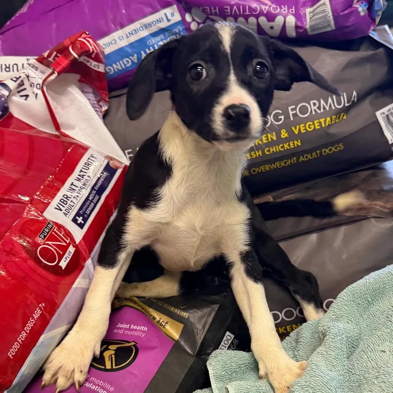 A baby small-sized female Black Mixed Breed dog named Ember for adoption in Valparaiso, IN