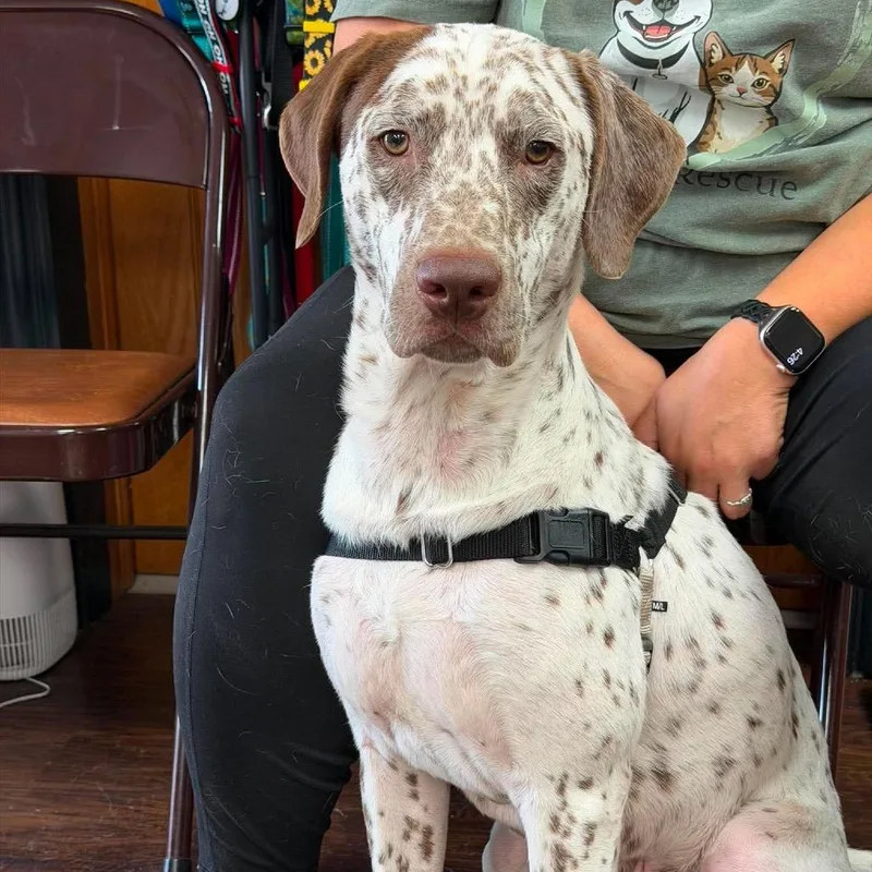An adult medium-sized male German Shorthaired Pointer dog named Jake for adoption in Chillicothe, IL