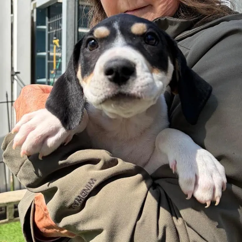 A baby medium-sized male Black Retriever dog named Benson for adoption in Quakertown, PA