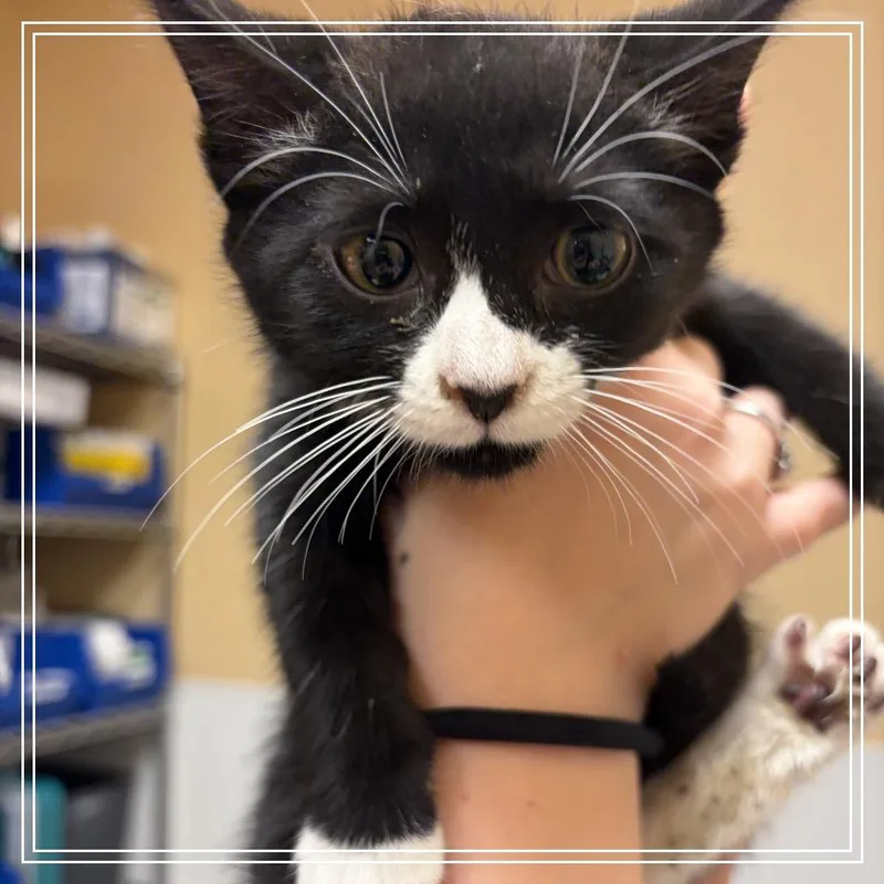A baby small-sized male Black Domestic Short Hair cat named FWT Solo for adoption in Midland, TX