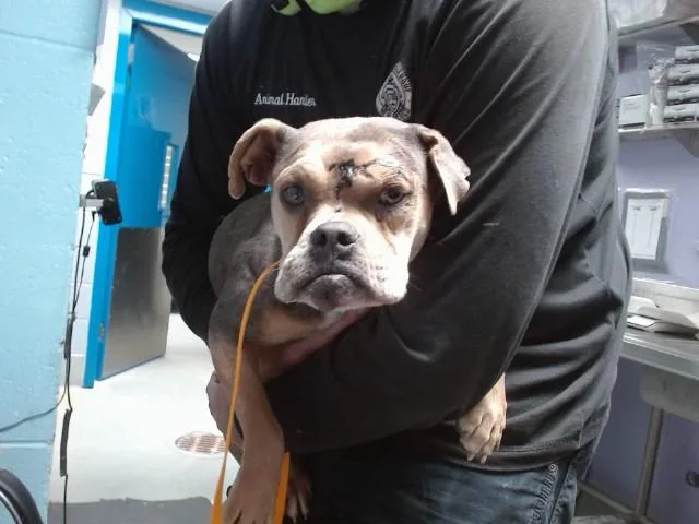 An adult medium-sized female American Bulldog dog named Cottonwood for adoption in Albuquerque, NM