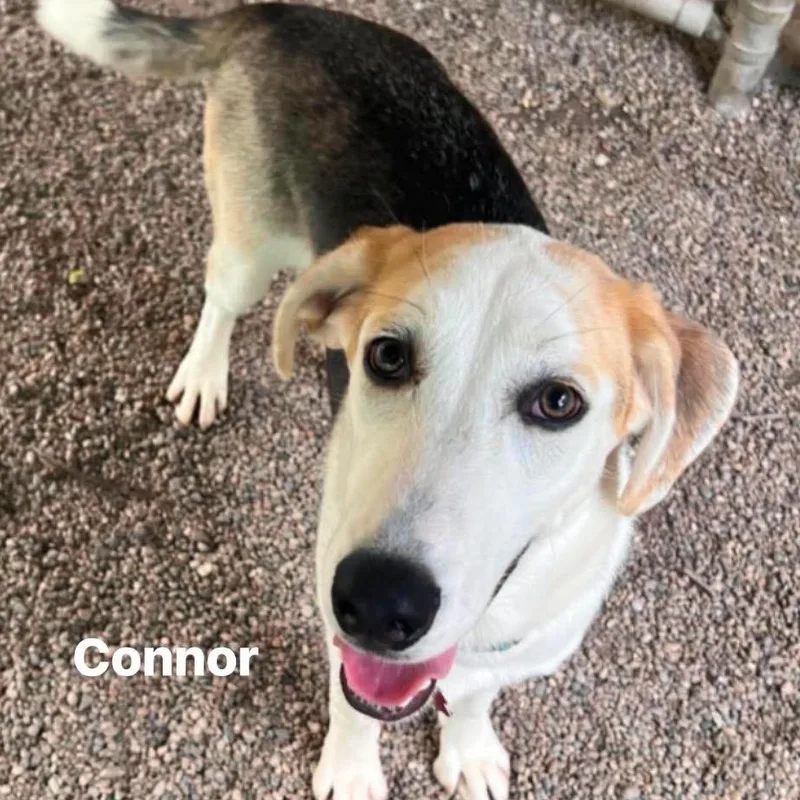 A young medium-sized male Apricot / Beige Hound dog named Connor for adoption in Marseilles, IL