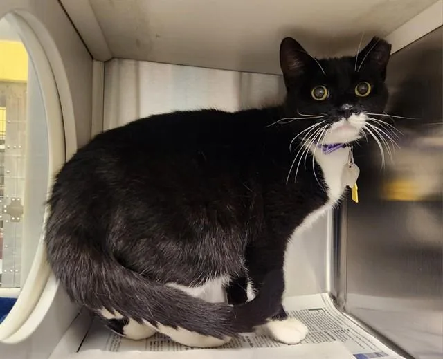 An adult small-sized female Domestic Short Hair cat named Milkshake for adoption in St. Louis, MO