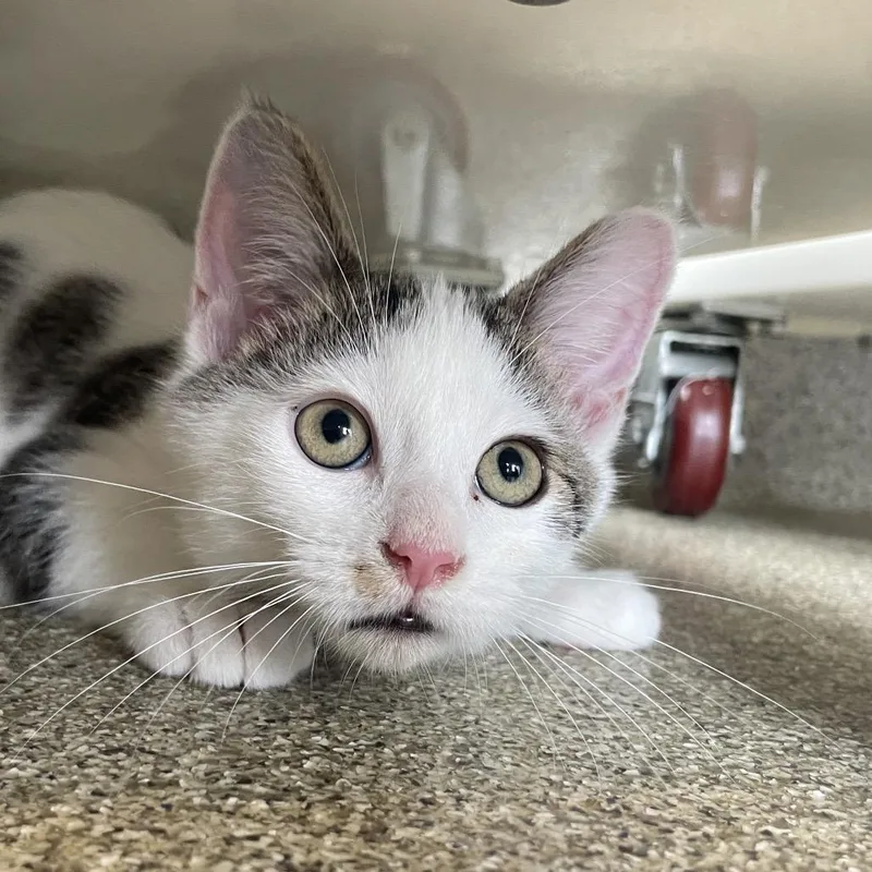 A baby small-sized male Domestic Short Hair cat named Pine Nut for adoption in Chicago, IL