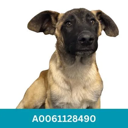 A baby large-sized male Brown / Chocolate Anatolian Shepherd dog named Griffin for adoption in Red Bluff, CA