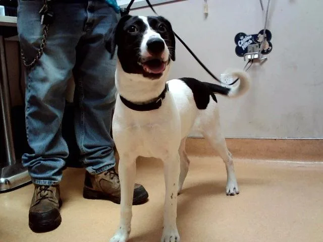 A young medium-sized female German Shorthaired Pointer dog named Louise for adoption in Martinez, CA