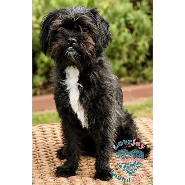 A young small-sized female Shih Tzu dog named Dahlia COH for adoption in Inglewood, CA