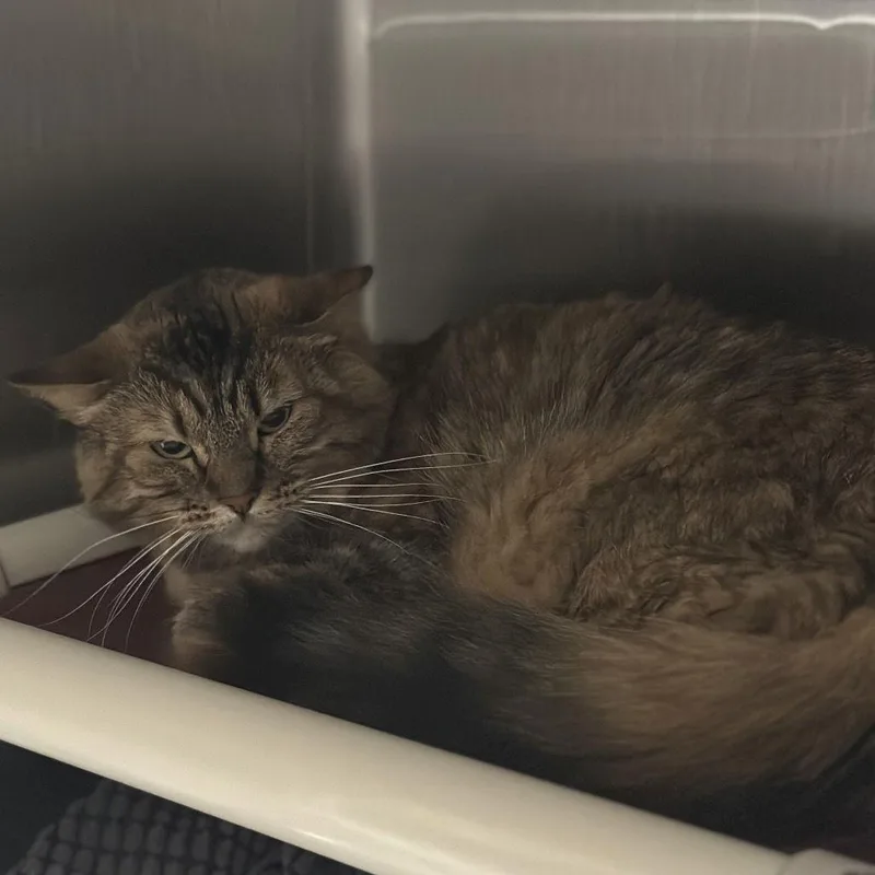 Penny & Tidy Dye thumbnail 2