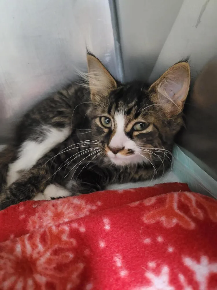 A baby small-sized male Domestic Medium Hair cat named Mochi for adoption in Linton, IN