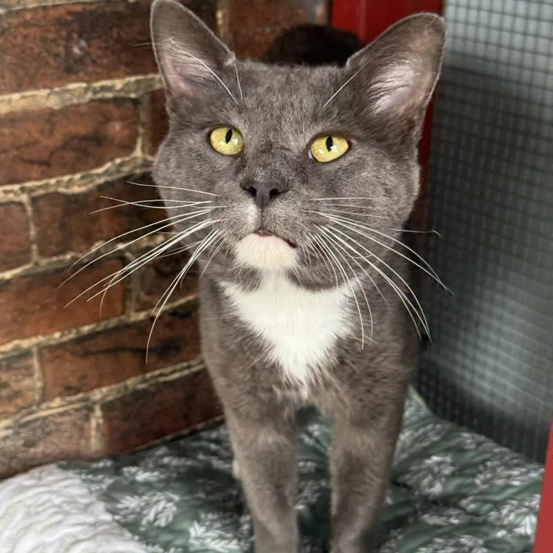 An adult medium-sized male Gray & White Domestic Short Hair cat named Sir Surry for adoption in Greensburg, PA