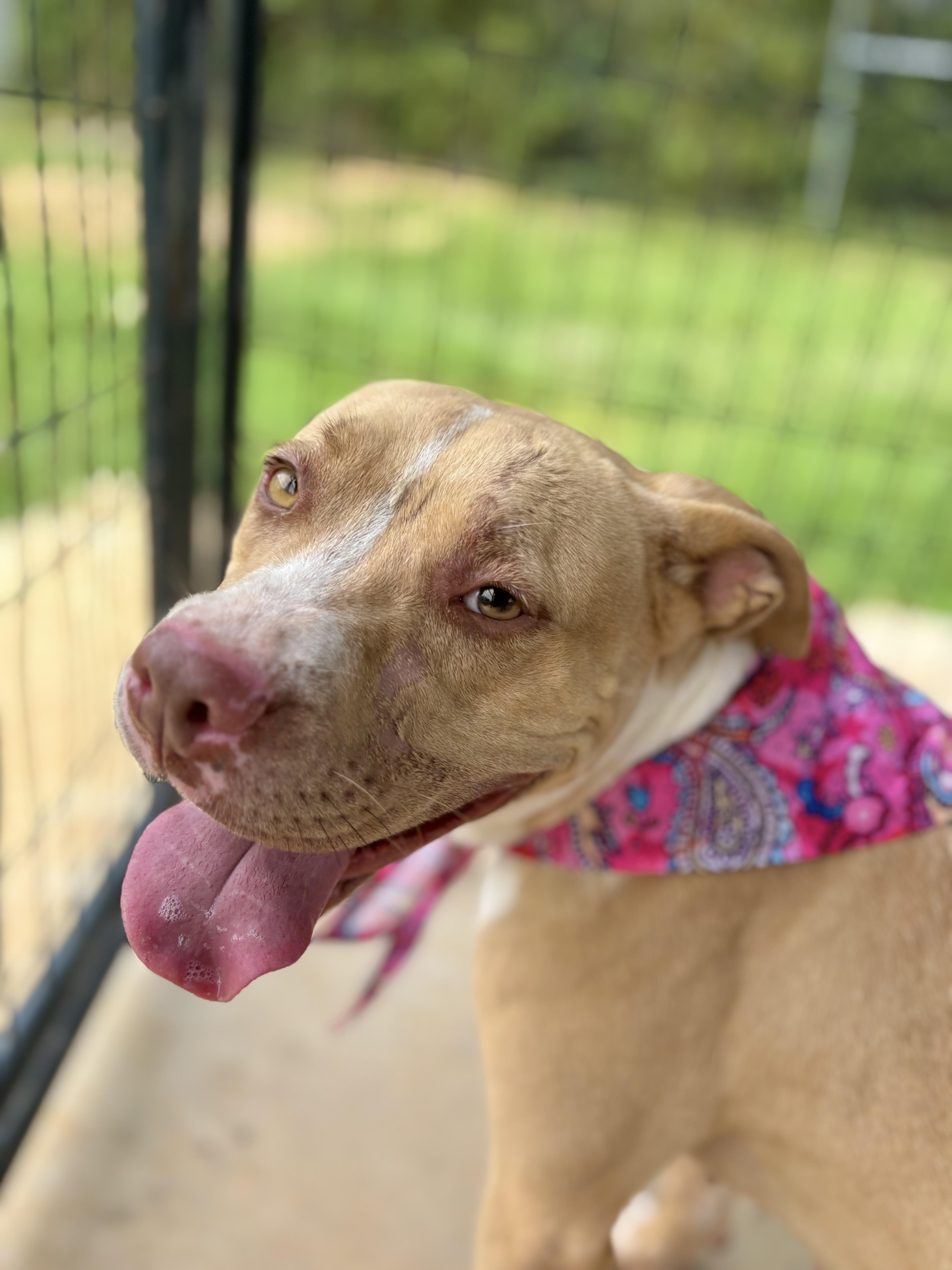 An adult medium-sized female Yellow / Tan / Blond / Fawn Pit Bull Terrier dog named Rodeo for adoption in Winnsboro, SC