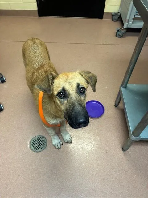 A young large-sized female German Shepherd Dog dog named Gemma for adoption in Cookeville, TN