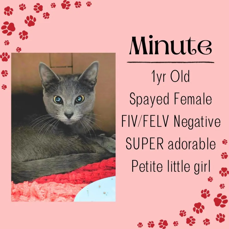 An adult medium-sized female Gray / Blue / Silver Domestic Short Hair cat named Minute for adoption in Junction City, KS