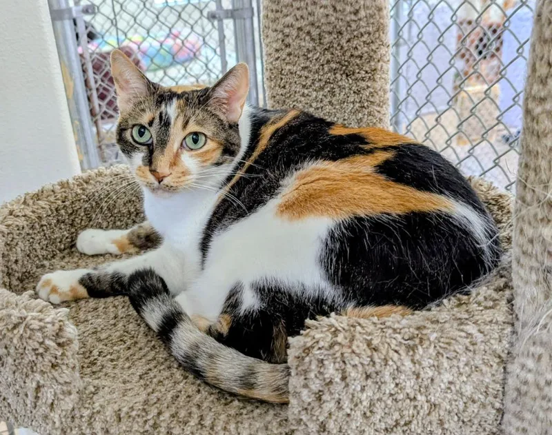 Bunny Aka Peaches thumbnail 2