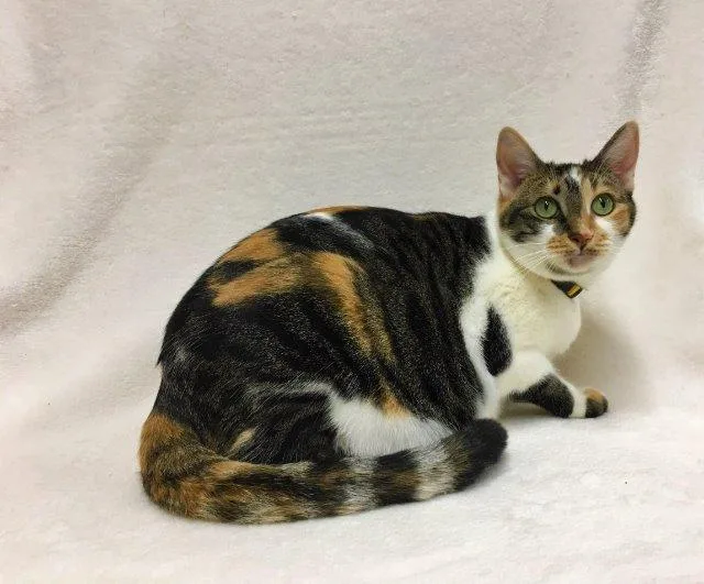 Bunny Aka Peaches thumbnail 5