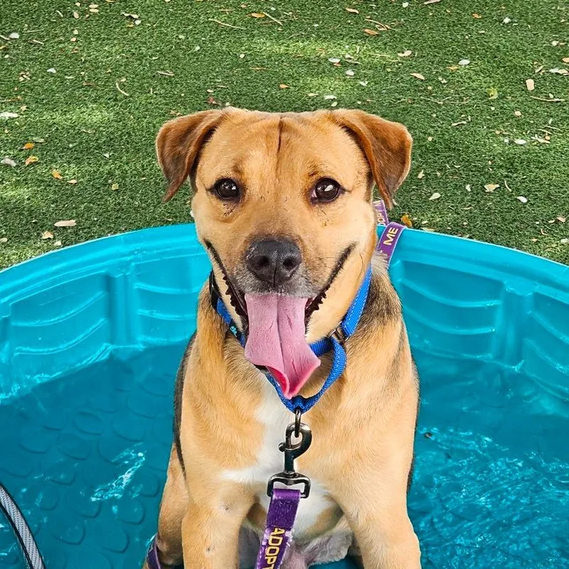 A senior medium-sized male Brown / Chocolate Mixed Breed dog named Kirk for adoption in Lakeland, FL