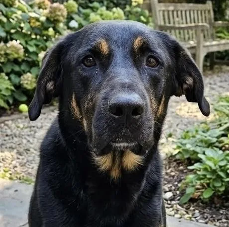 A young medium-sized male Shepherd dog named Radar for adoption in Cumming, GA