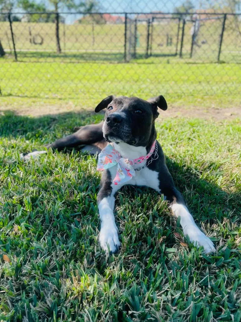 A senior large-sized female Black Labrador Retriever dog named Mia for adoption in Commerce City, CO