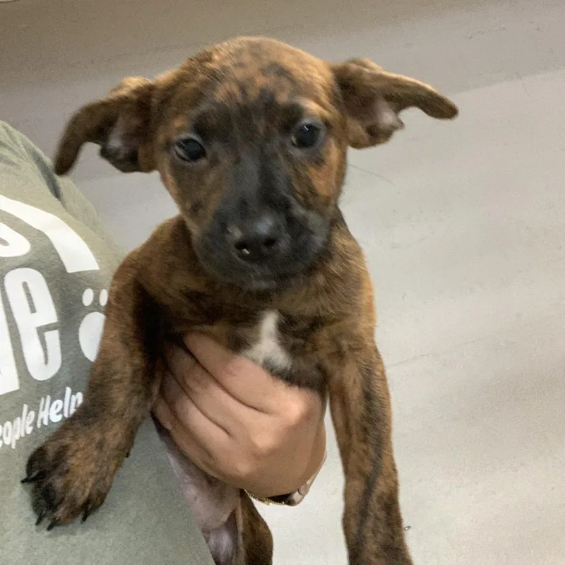 A baby small-sized female Brown / Chocolate Mixed Breed dog named Paddle Board Pam for adoption in Austin, TX